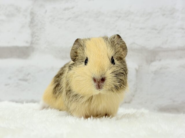 可愛いシマシマトラちゃん🐯🌿イングリッシュモルモット 女の子 イングリッシュモルモット