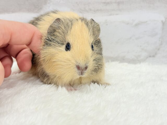 可愛いシマシマトラちゃん🐯🌿イングリッシュモルモット 女の子 イングリッシュモルモット