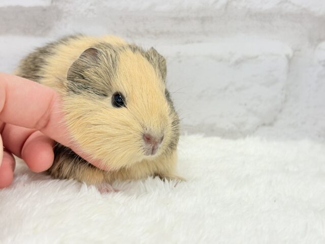 可愛いシマシマトラちゃん🐯🌿イングリッシュモルモット 女の子 イングリッシュモルモット