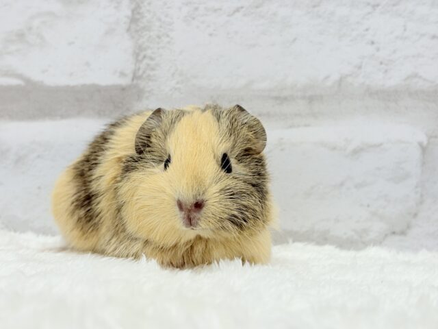 可愛いシマシマトラちゃん🐯🌿イングリッシュモルモット 女の子 イングリッシュモルモット