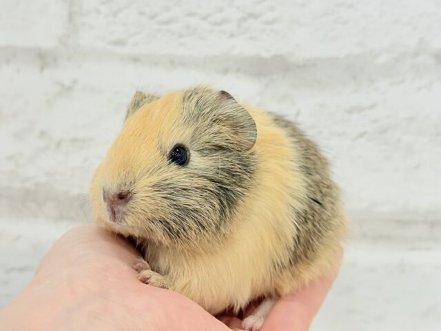 可愛いシマシマトラちゃん🐯🌿イングリッシュモルモット 女の子 イングリッシュモルモット