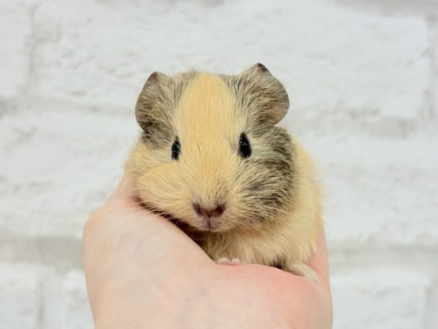 可愛いシマシマトラちゃん🐯🌿イングリッシュモルモット 女の子 イングリッシュモルモット