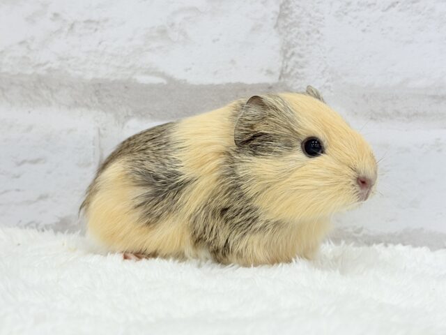 可愛いシマシマトラちゃん🐯🌿イングリッシュモルモット 女の子 イングリッシュモルモット