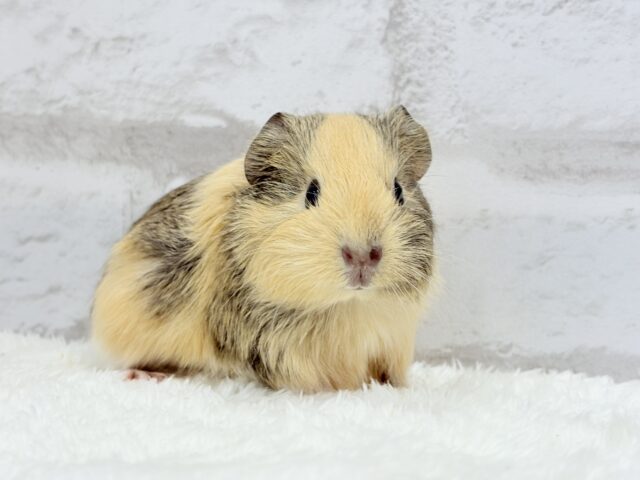 可愛いシマシマトラちゃん🐯🌿イングリッシュモルモット 女の子 イングリッシュモルモット