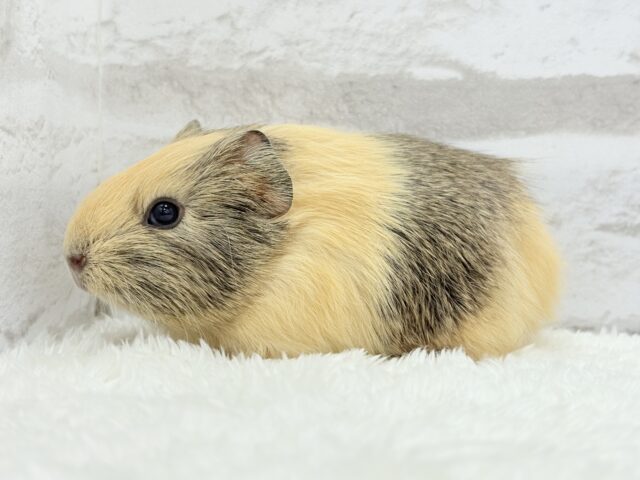 可愛いシマシマトラちゃん🐯🌿イングリッシュモルモット 女の子 イングリッシュモルモット