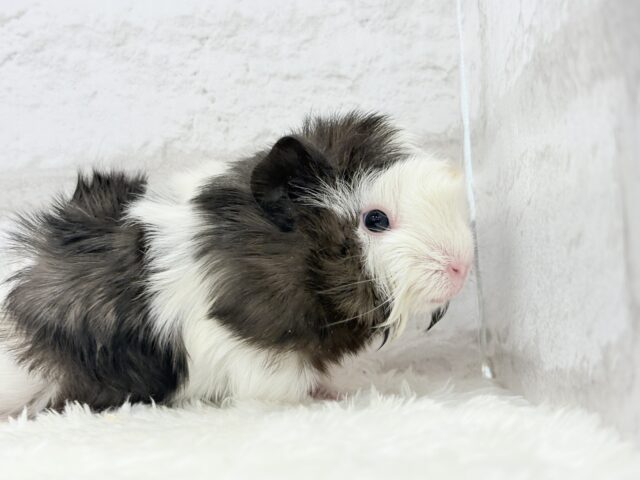 ぷいぷい行くぜぇ〜〜〜🐹🌿アビシニアンモルモット 女の子 アビシニアンモルモット