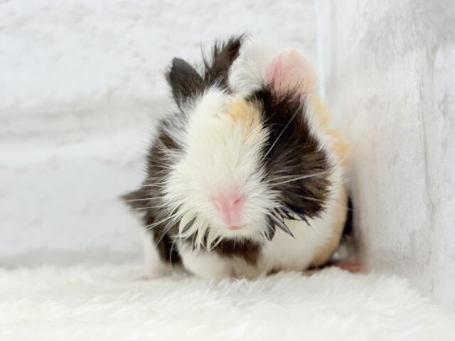 ぷいぷい行くぜぇ〜〜〜🐹🌿アビシニアンモルモット 女の子 アビシニアンモルモット