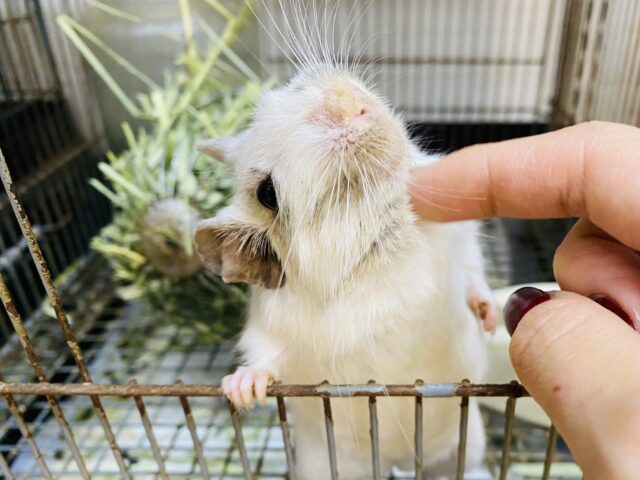 最新画像有ります⭐️グイグイ❗️好奇心旺盛です😆✨デグーホワイトパイド🤍