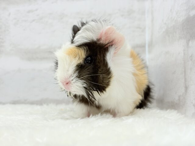 ぷいぷい行くぜぇ〜〜〜🐹🌿アビシニアンモルモット 女の子 アビシニアンモルモット
