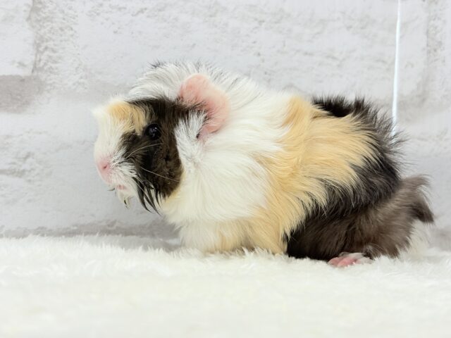 ぷいぷい行くぜぇ〜〜〜🐹🌿アビシニアンモルモット 女の子 アビシニアンモルモット