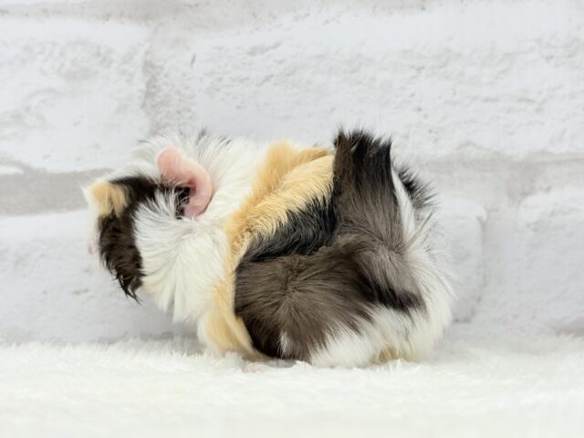 ぷいぷい行くぜぇ〜〜〜🐹🌿アビシニアンモルモット 女の子 アビシニアンモルモット