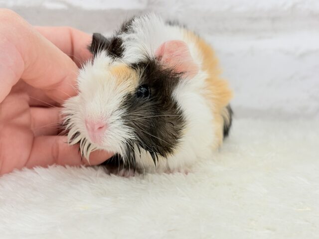 ぷいぷい行くぜぇ〜〜〜🐹🌿アビシニアンモルモット 女の子 アビシニアンモルモット