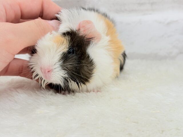 ぷいぷい行くぜぇ〜〜〜🐹🌿アビシニアンモルモット 女の子 アビシニアンモルモット