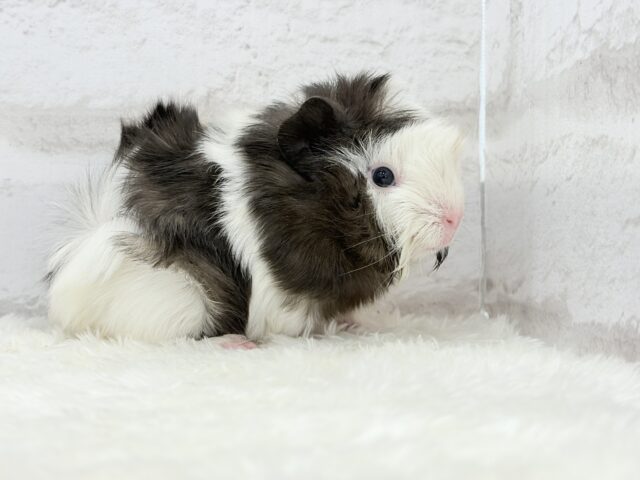 ぷいぷい行くぜぇ〜〜〜🐹🌿アビシニアンモルモット 女の子 アビシニアンモルモット
