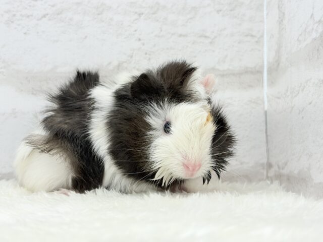 ぷいぷい行くぜぇ〜〜〜🐹🌿アビシニアンモルモット 女の子 アビシニアンモルモット
