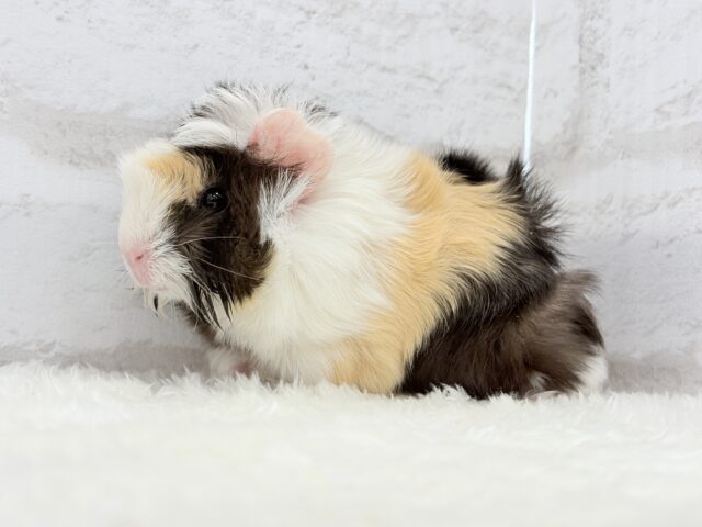 ぷいぷい行くぜぇ〜〜〜🐹🌿アビシニアンモルモット 女の子 アビシニアンモルモット