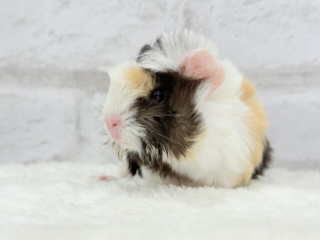 ぷいぷい行くぜぇ〜〜〜🐹🌿アビシニアンモルモット 女の子 アビシニアンモルモット