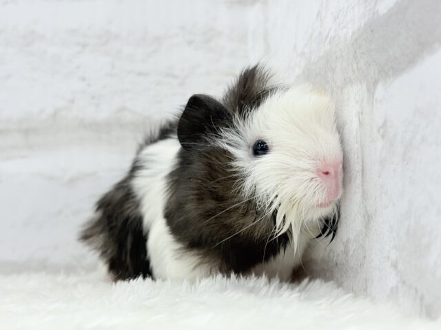 ぷいぷい行くぜぇ〜〜〜🐹🌿アビシニアンモルモット 女の子 アビシニアンモルモット