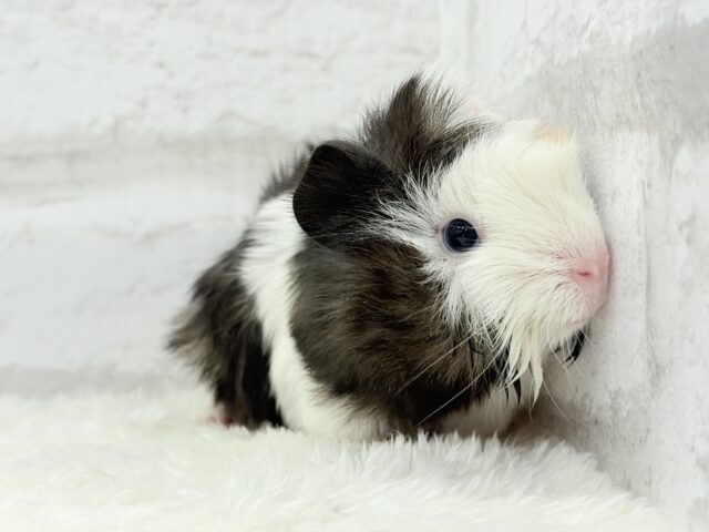 ぷいぷい行くぜぇ〜〜〜🐹🌿アビシニアンモルモット 女の子 アビシニアンモルモット