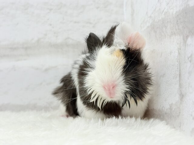 ぷいぷい行くぜぇ〜〜〜🐹🌿アビシニアンモルモット 女の子 アビシニアンモルモット