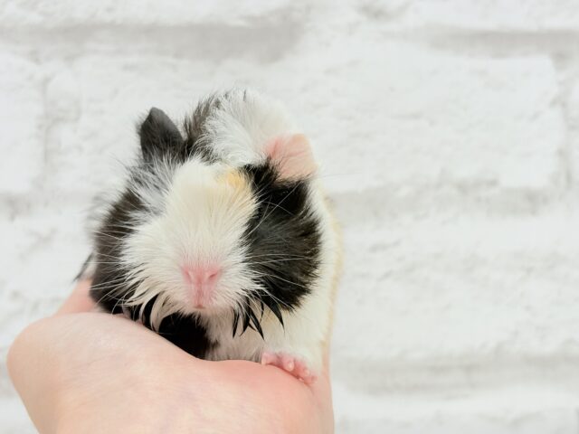 ぷいぷい行くぜぇ〜〜〜🐹🌿アビシニアンモルモット 女の子 アビシニアンモルモット