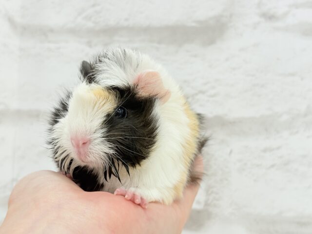 ぷいぷい行くぜぇ〜〜〜🐹🌿アビシニアンモルモット 女の子 アビシニアンモルモット