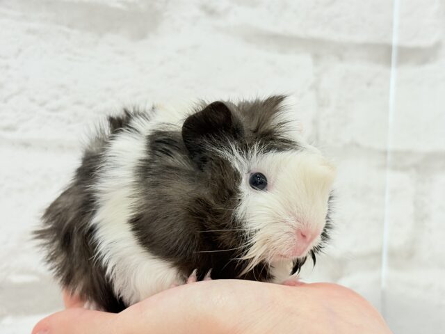 ぷいぷい行くぜぇ〜〜〜🐹🌿アビシニアンモルモット 女の子 アビシニアンモルモット