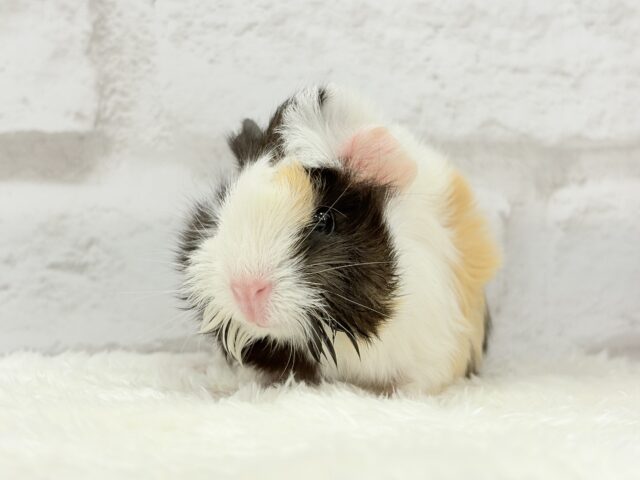 ぷいぷい行くぜぇ〜〜〜🐹🌿アビシニアンモルモット 女の子 アビシニアンモルモット