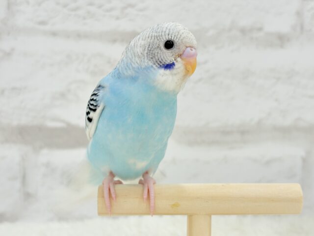 マイセン　インコ　プラーク　トニトコ　東さ7-0304☆2F マイセン インコ プラーク トニトコ 東さ7-0304☆2F マイセン インコ