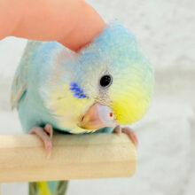【最新画像更新🪄】わた毛界の天使来ました🧚‍♀️💖セキセイインコ(パステルレインボー) ヒナ