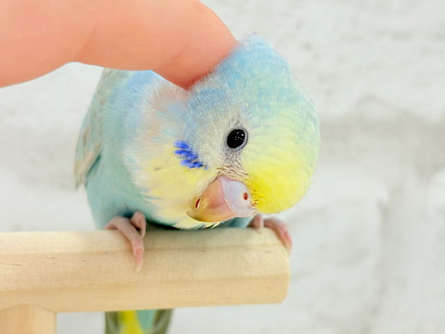 【最新画像更新🪄】わた毛界の天使来ました🧚‍♀️💖セキセイインコ(パステルレインボー) ヒナ