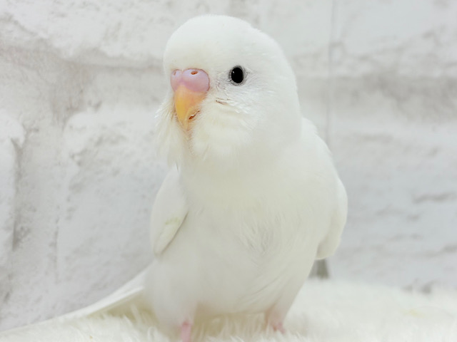 【最新画像更新🪄】まっしろしろすけ🕊🤍セキセイインコ(ダブルファクター) ヒナ