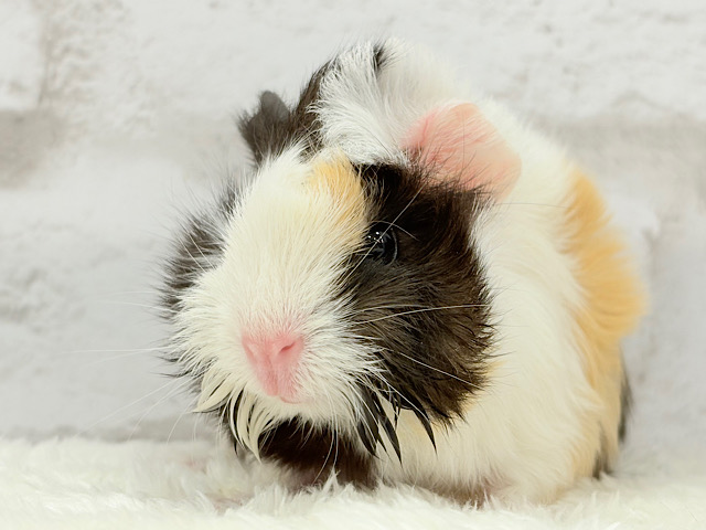 ぷいぷい行くぜぇ〜〜〜🐹🌿アビシニアンモルモット 女の子 ぷいぷい行くぜぇ〜〜〜🐹🌿アビシニアンモルモット 女の子