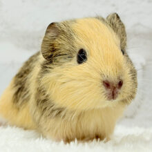 可愛いシマシマトラちゃん🐯🌿イングリッシュモルモット 女の子