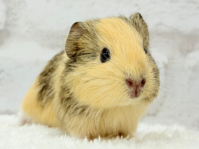 可愛いシマシマトラちゃん🐯🌿イングリッシュモルモット 女の子 可愛いシマシマトラちゃん🐯🌿イングリッシュモルモット 女の子