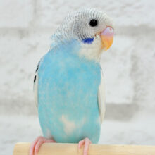 【最新画像更新🪄もうすぐひとり餌‪☆】トコトコ走る姿が可愛い((🐣💨))セキセイインコ(パイド) ヒナ