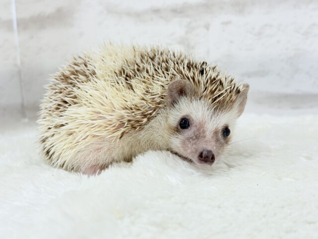 とっとこハリ太郎🦔💫ハリネズミ(シナモンパイド) 男の子 ハリネズミ(ヨツユビハリネズミ)