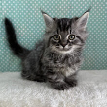 甘えん坊参上💗スリスリとまらないよっ🌟マンチカンの男のコきました！