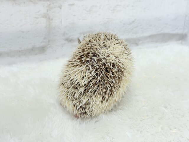 とっとこハリ太郎🦔💫ハリネズミ(シナモンパイド) 男の子 ハリネズミ(ヨツユビハリネズミ)