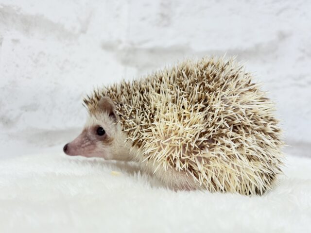 とっとこハリ太郎🦔💫ハリネズミ(シナモンパイド) 男の子 ハリネズミ(ヨツユビハリネズミ)