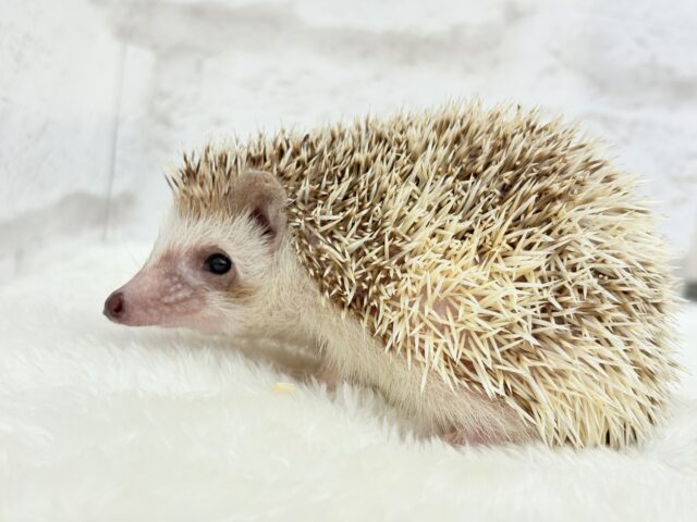 とっとこハリ太郎🦔💫ハリネズミ(シナモンパイド) 男の子 ハリネズミ(ヨツユビハリネズミ)