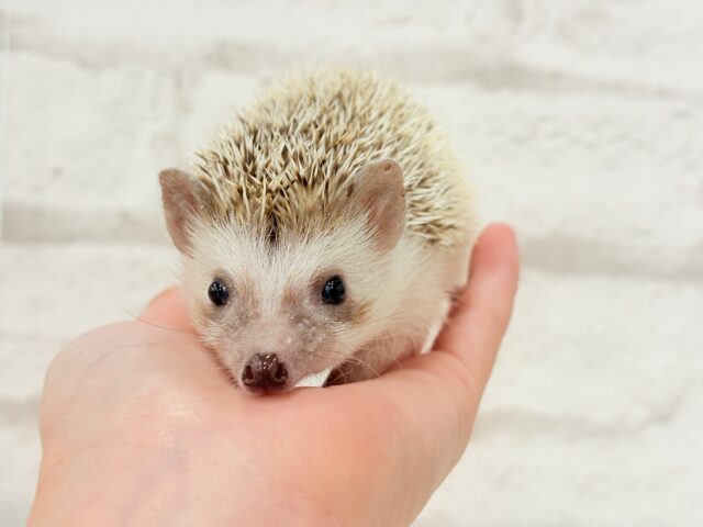 とっとこハリ太郎🦔💫ハリネズミ(シナモンパイド) 男の子 ハリネズミ(ヨツユビハリネズミ)