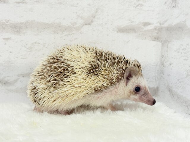 とっとこハリ太郎🦔💫ハリネズミ(シナモンパイド) 男の子 ハリネズミ(ヨツユビハリネズミ)