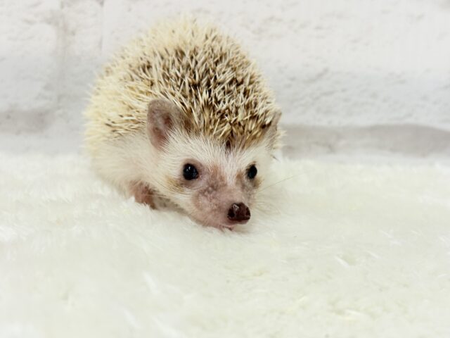 とっとこハリ太郎🦔💫ハリネズミ(シナモンパイド) 男の子 ハリネズミ(ヨツユビハリネズミ)