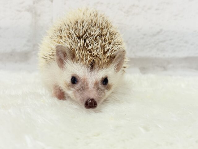 とっとこハリ太郎🦔💫ハリネズミ(シナモンパイド) 男の子 ハリネズミ(ヨツユビハリネズミ)