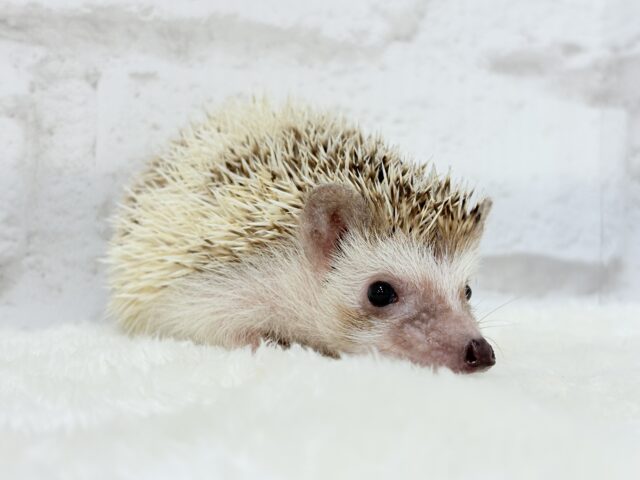とっとこハリ太郎🦔💫ハリネズミ(シナモンパイド) 男の子 ハリネズミ(ヨツユビハリネズミ)