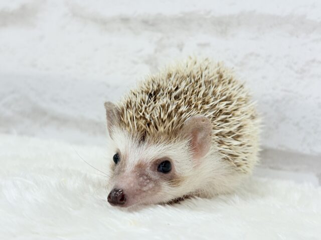 とっとこハリ太郎🦔💫ハリネズミ(シナモンパイド) 男の子 ハリネズミ(ヨツユビハリネズミ)