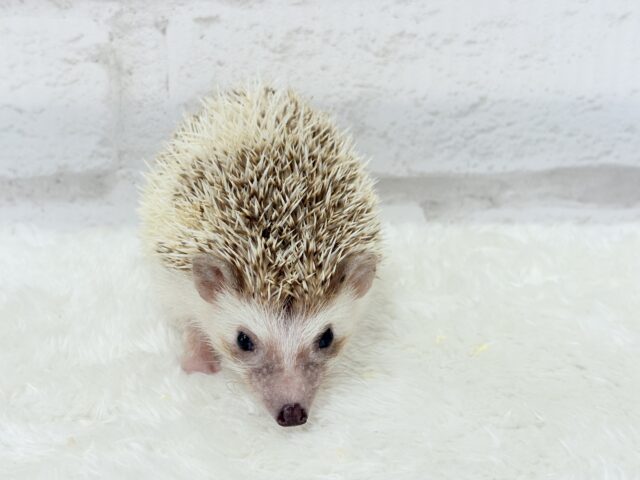 とっとこハリ太郎🦔💫ハリネズミ(シナモンパイド) 男の子 ハリネズミ(ヨツユビハリネズミ)