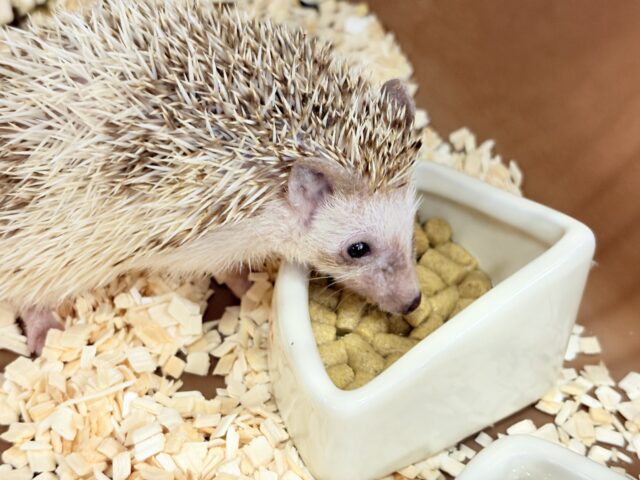 とっとこハリ太郎🦔💫ハリネズミ(シナモンパイド) 男の子 ハリネズミ(ヨツユビハリネズミ)