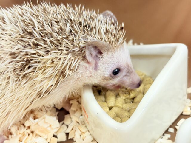 とっとこハリ太郎🦔💫ハリネズミ(シナモンパイド) 男の子 ハリネズミ(ヨツユビハリネズミ)